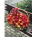 Корзина с красными и красно-оранжевыми розами диаметром 40 см  (до 101 розы)
